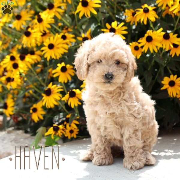 Haven, Mini Goldendoodle Puppy